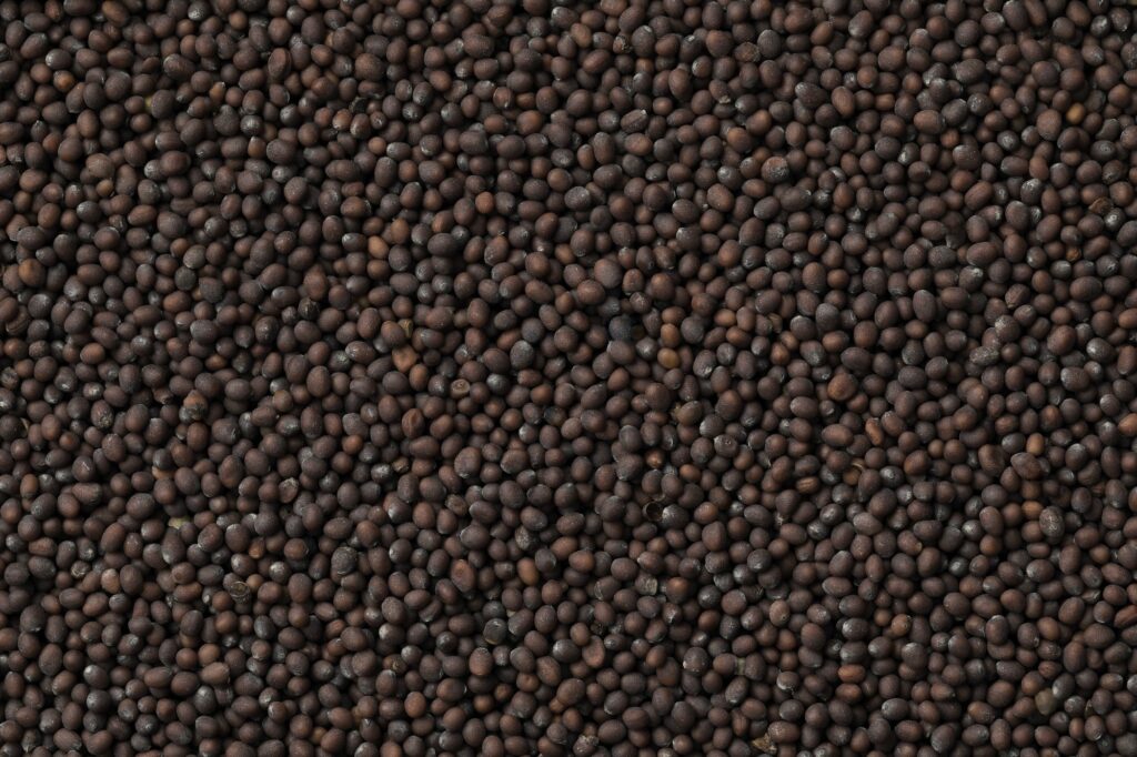 Black mustard seed close up